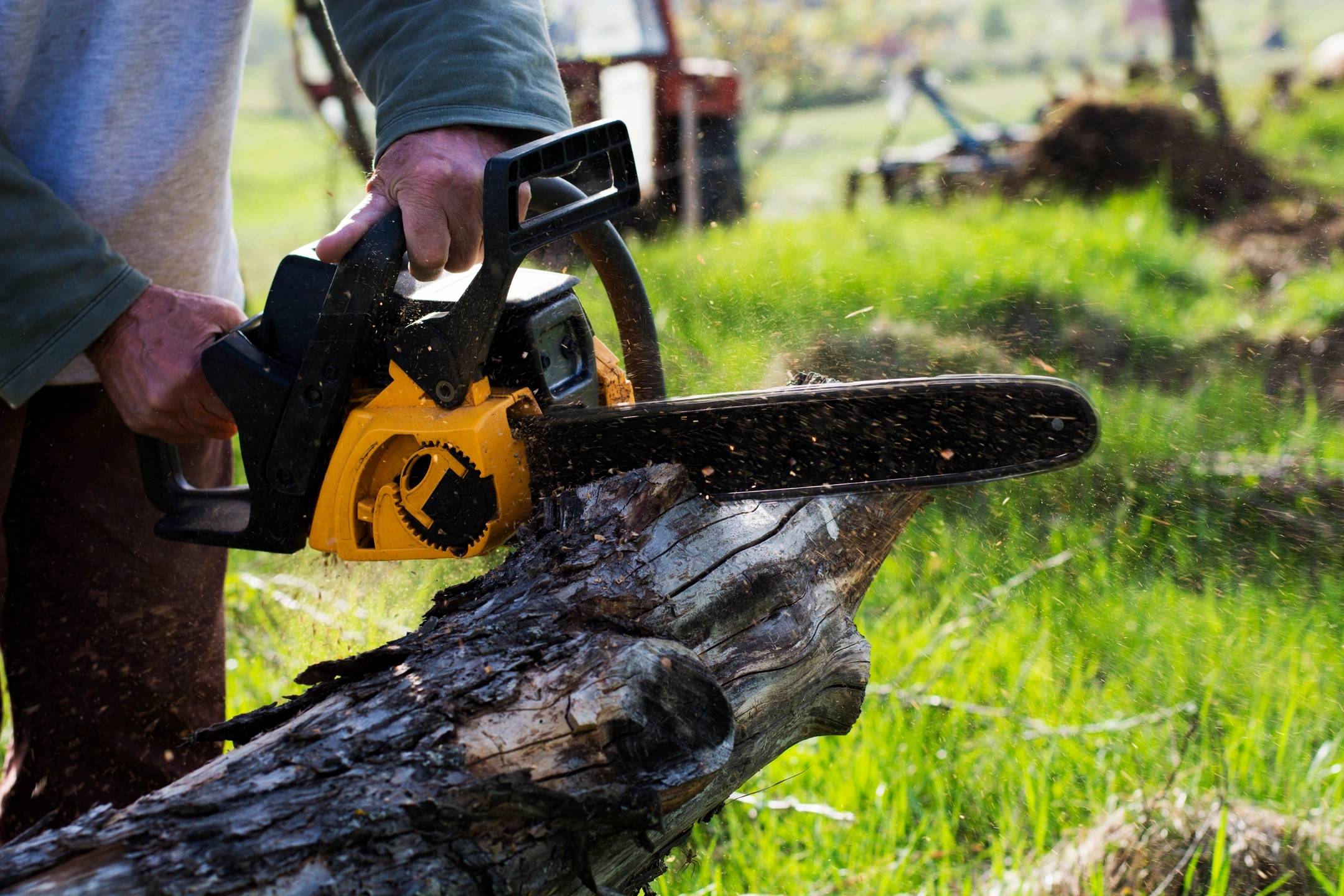 Before image of a backyard with several old tree stumps.