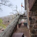 Fallen Tree