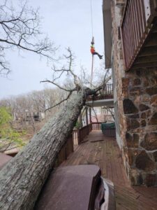 Fallen Tree