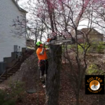 Tree removal
