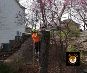 Tree removal
