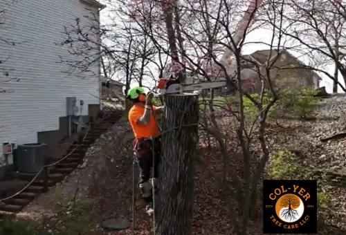 Tree removal